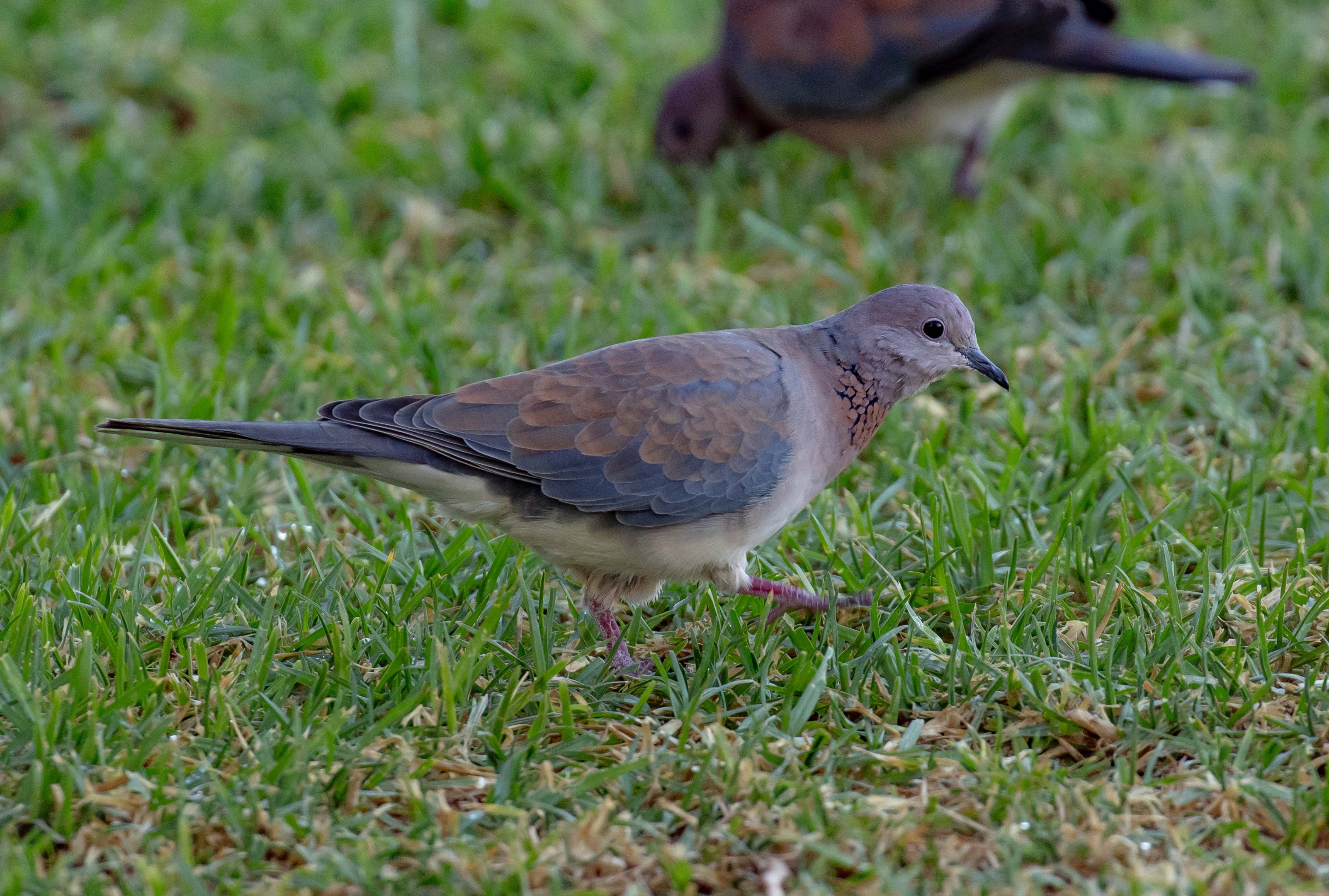 Laughing Dove