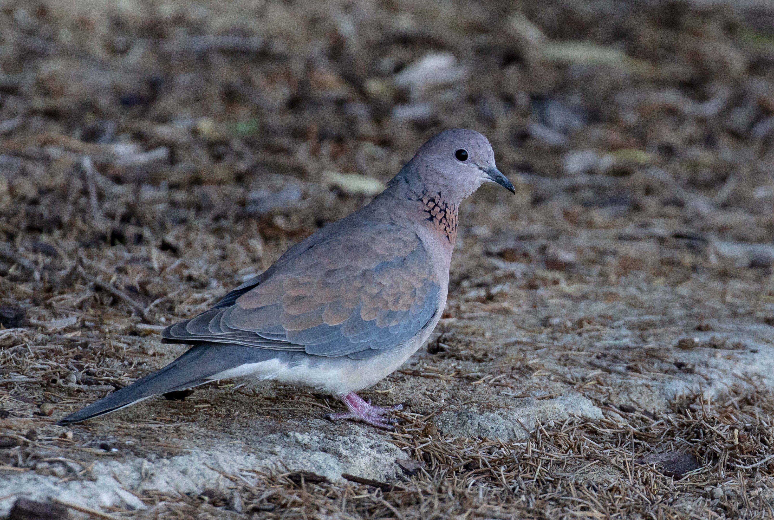 Laughing Dove