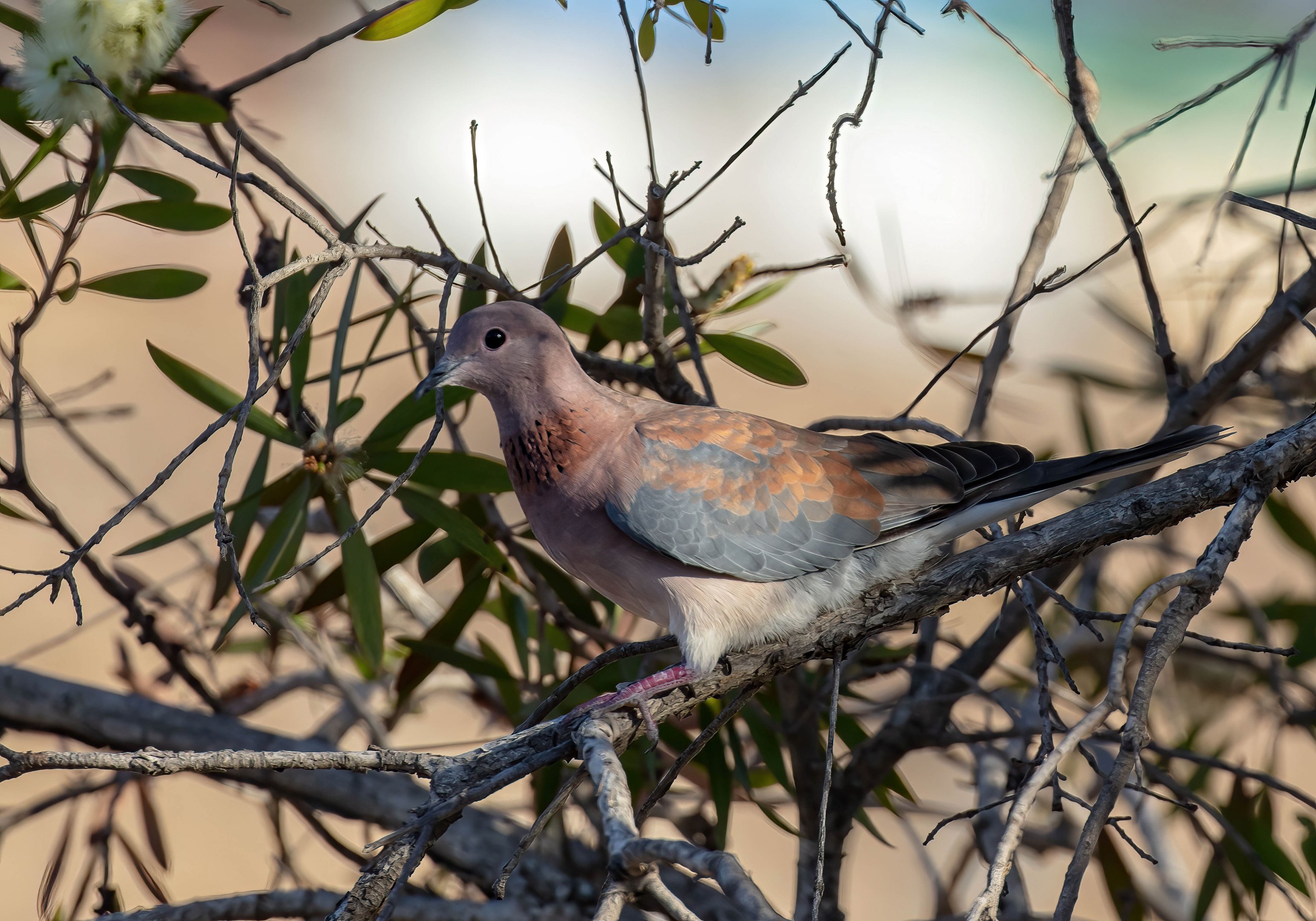 Laughing Dove
