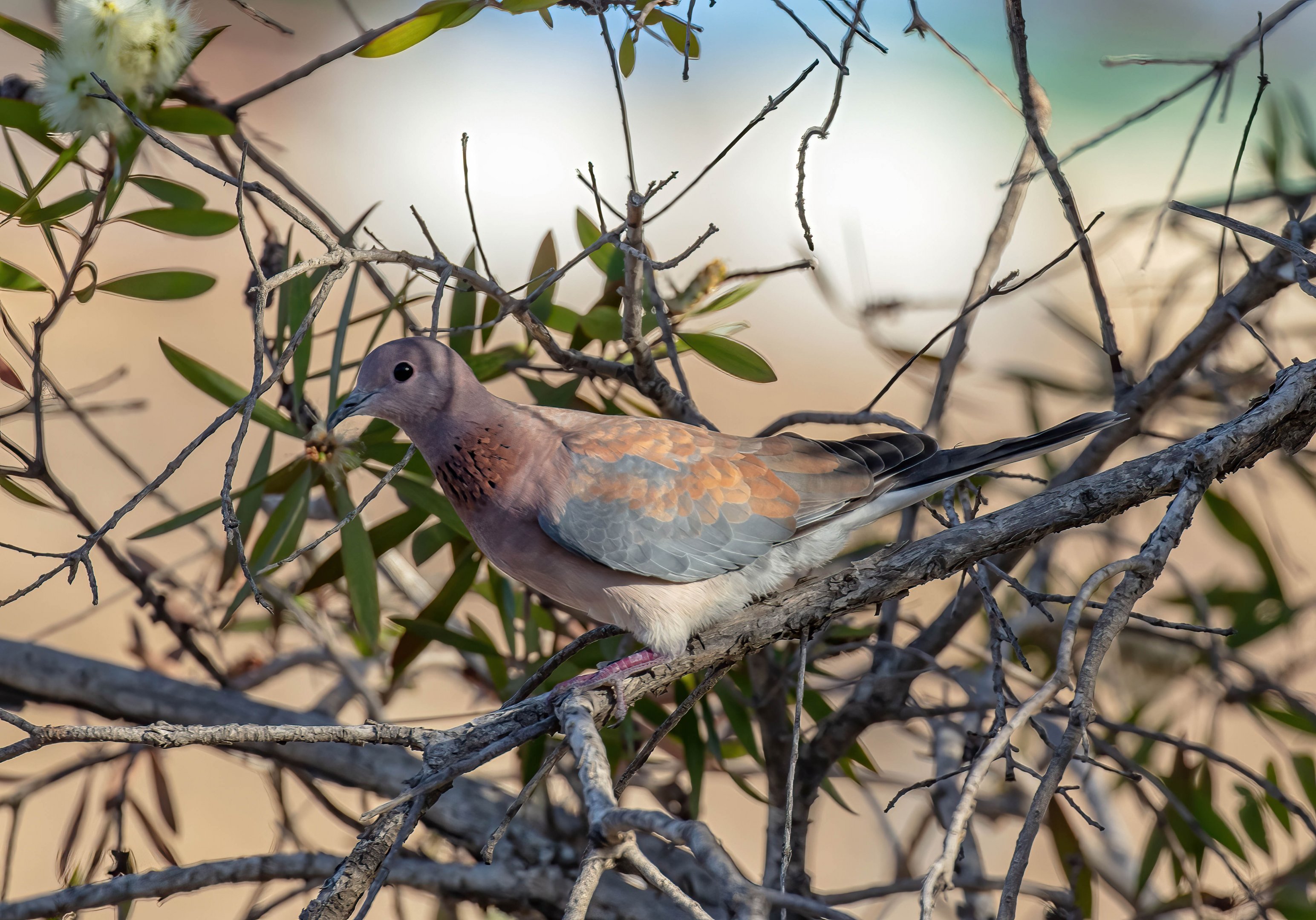Laughing Dove