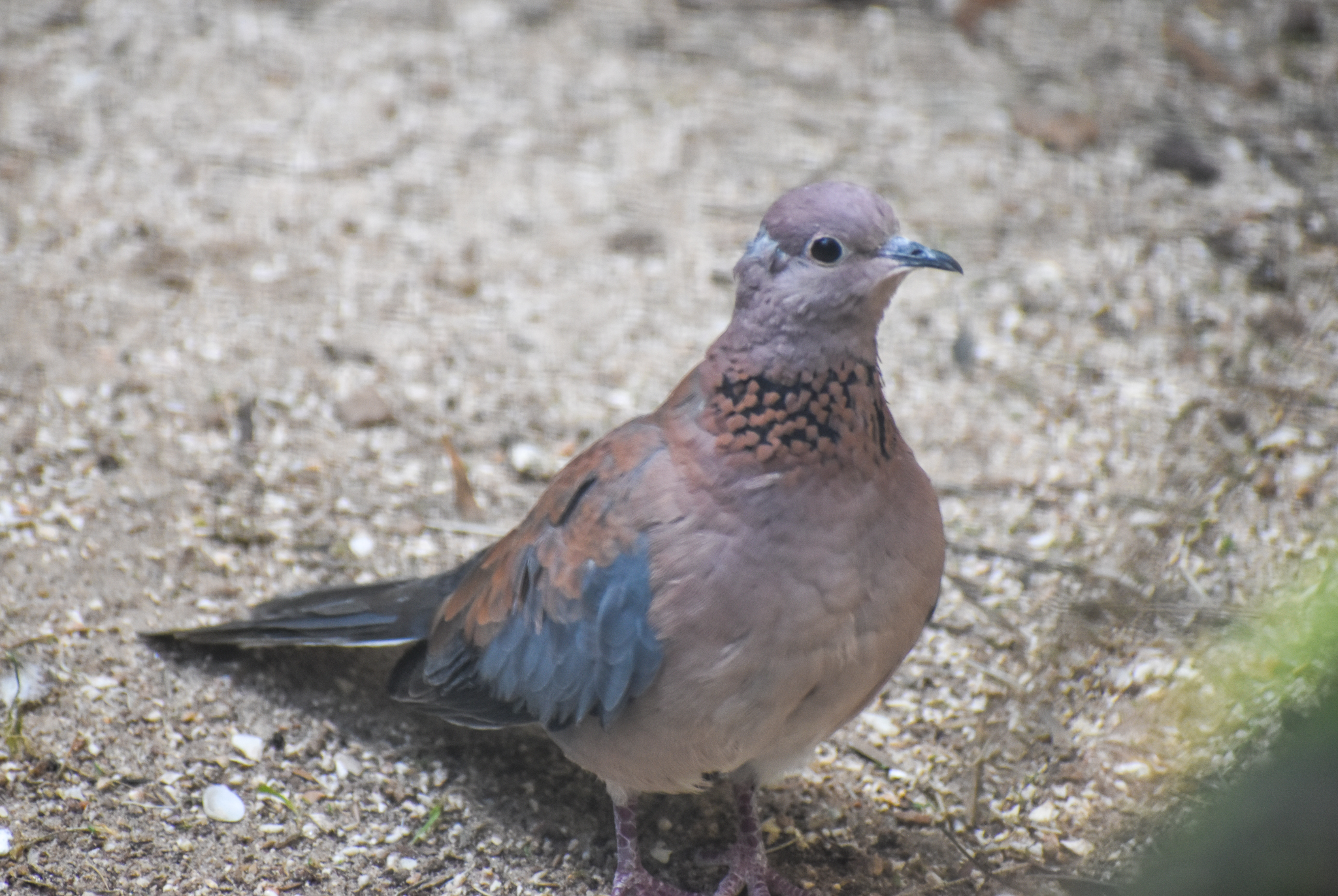 Laughing Dove