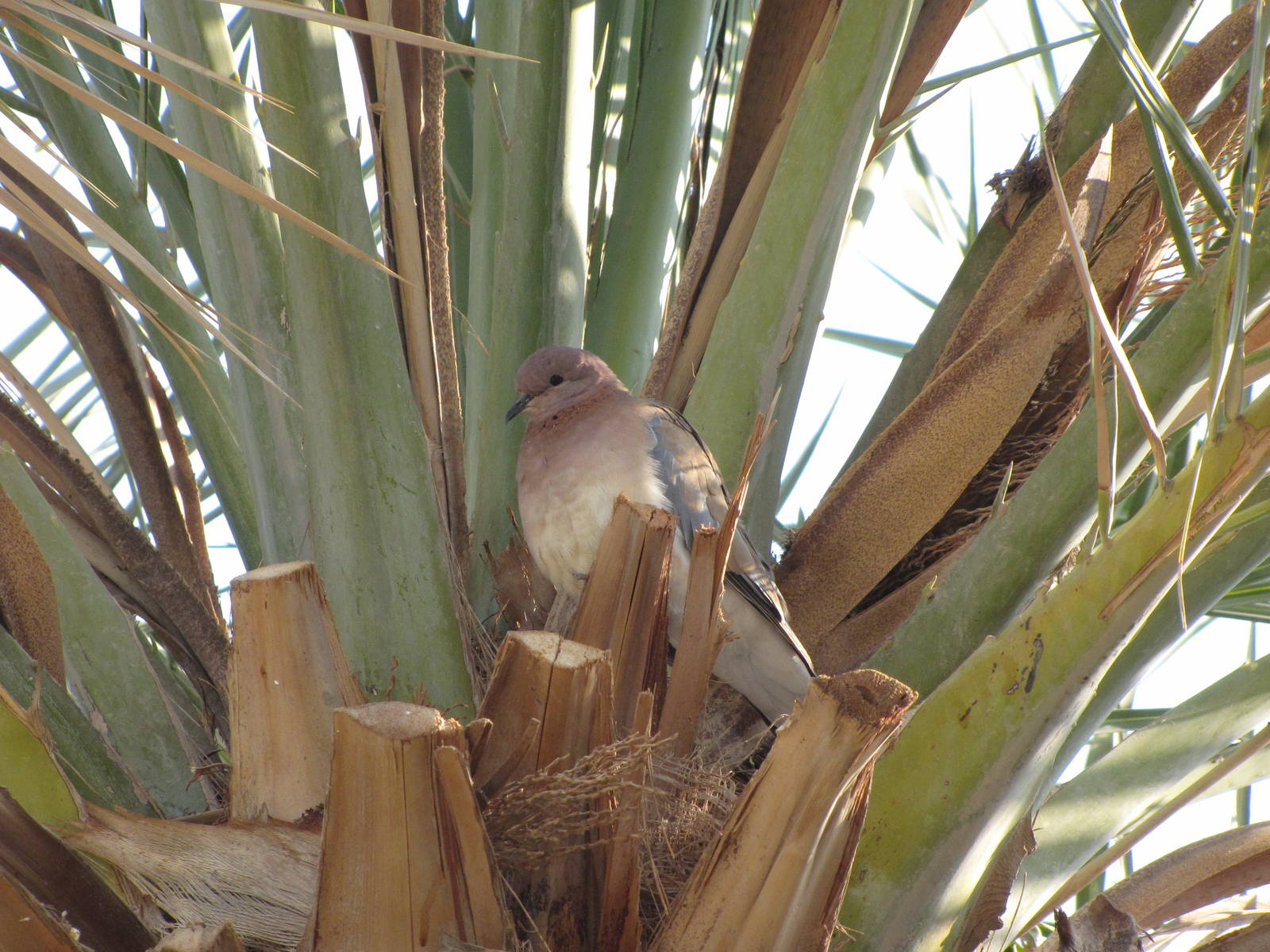 laughing dove