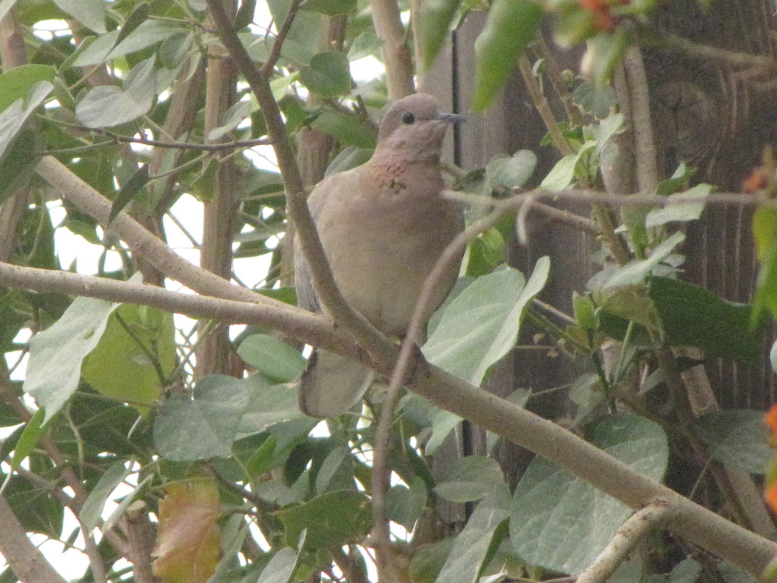 laughing dove