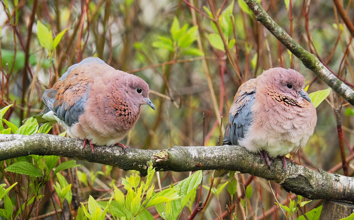Laughing doves (Streptopelia senegalensis), 2023-04-08
