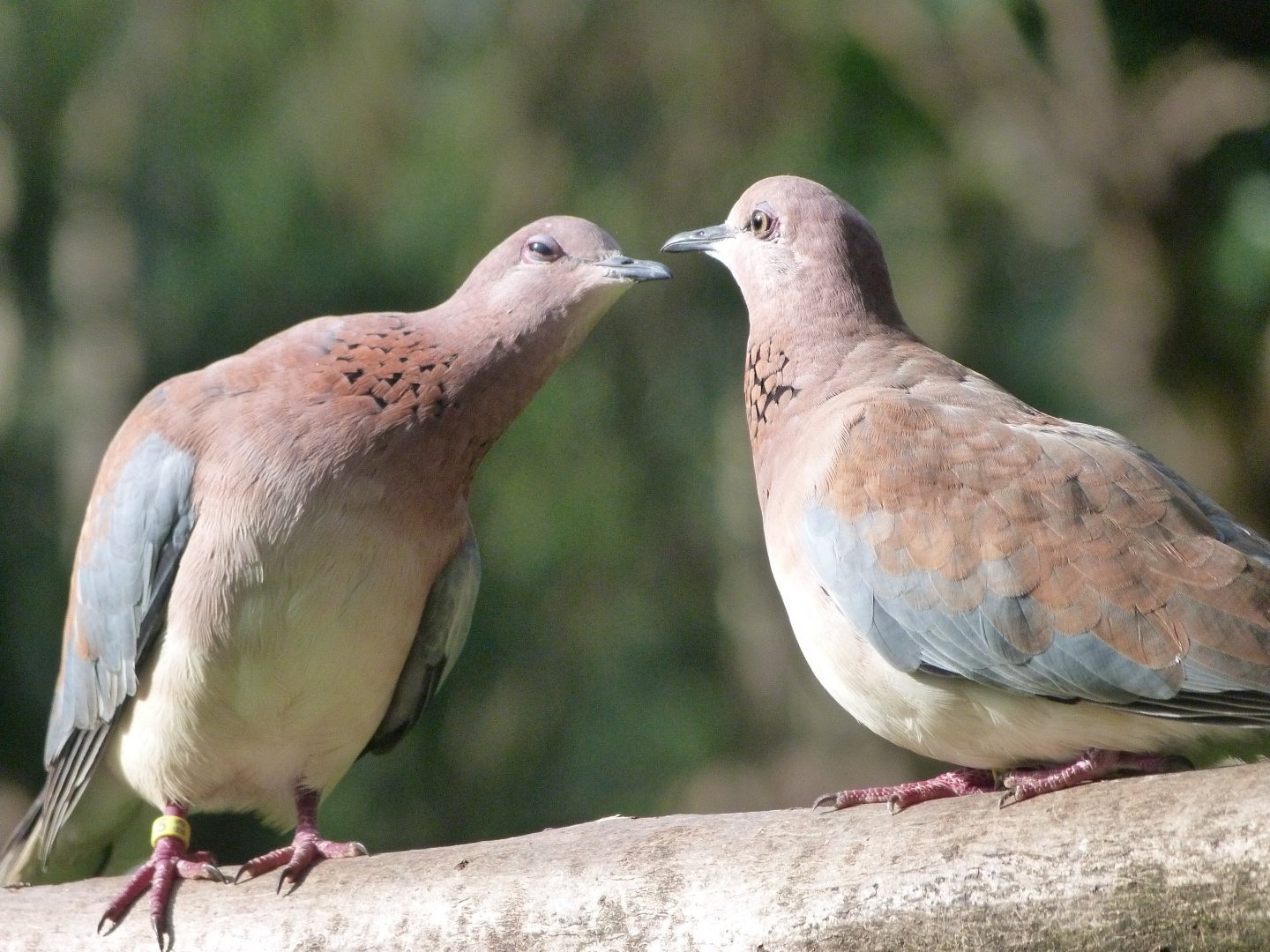 Laughing doves -Zoo de Santillana del Mar (2024)