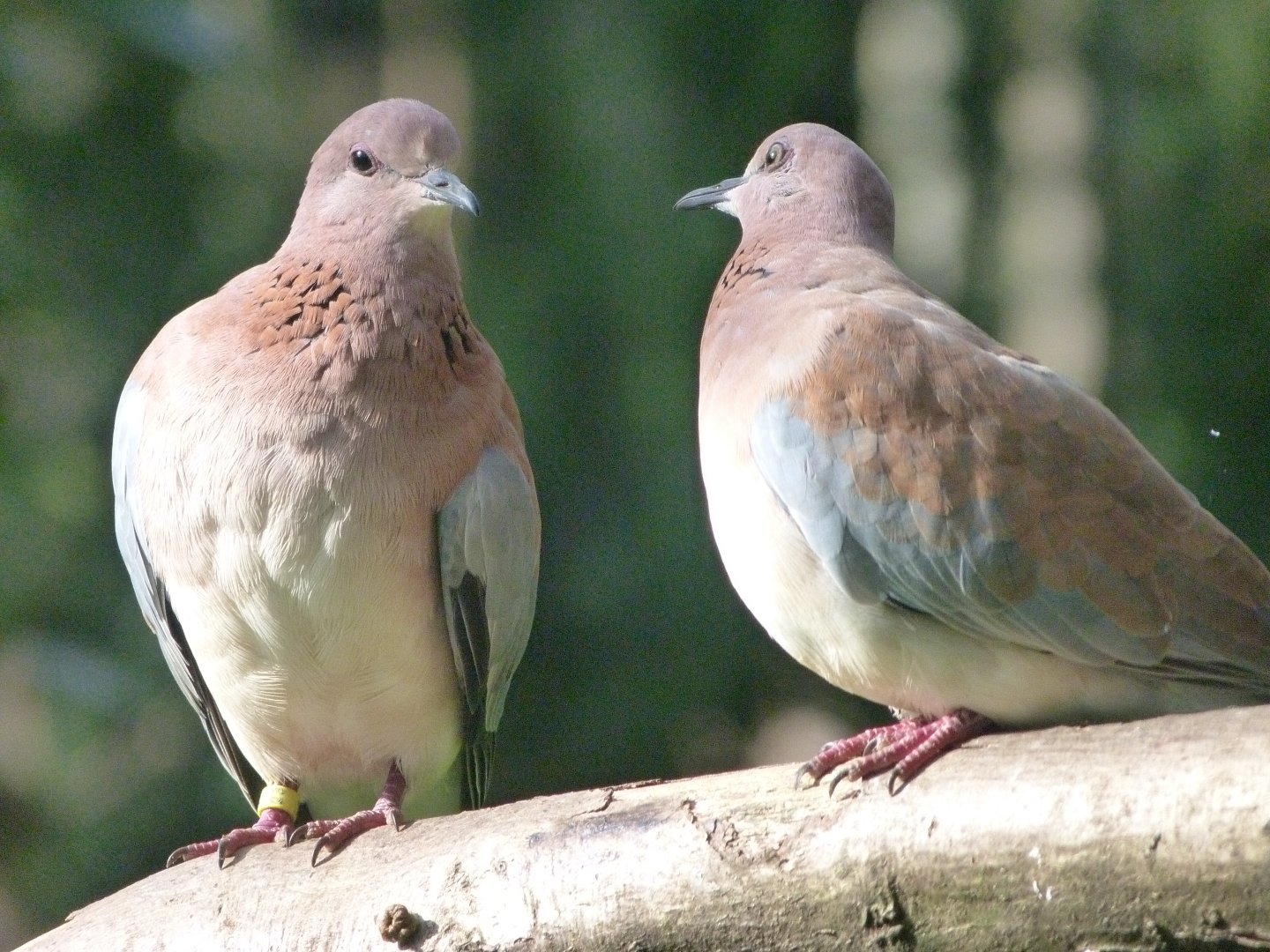Laughing doves -Zoo de Santillana del Mar (2024)