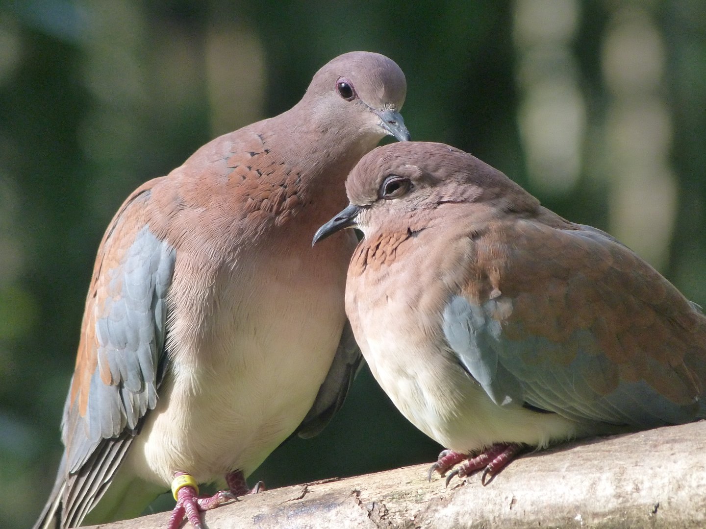 Laughing doves -Zoo de Santillana del Mar (2024)