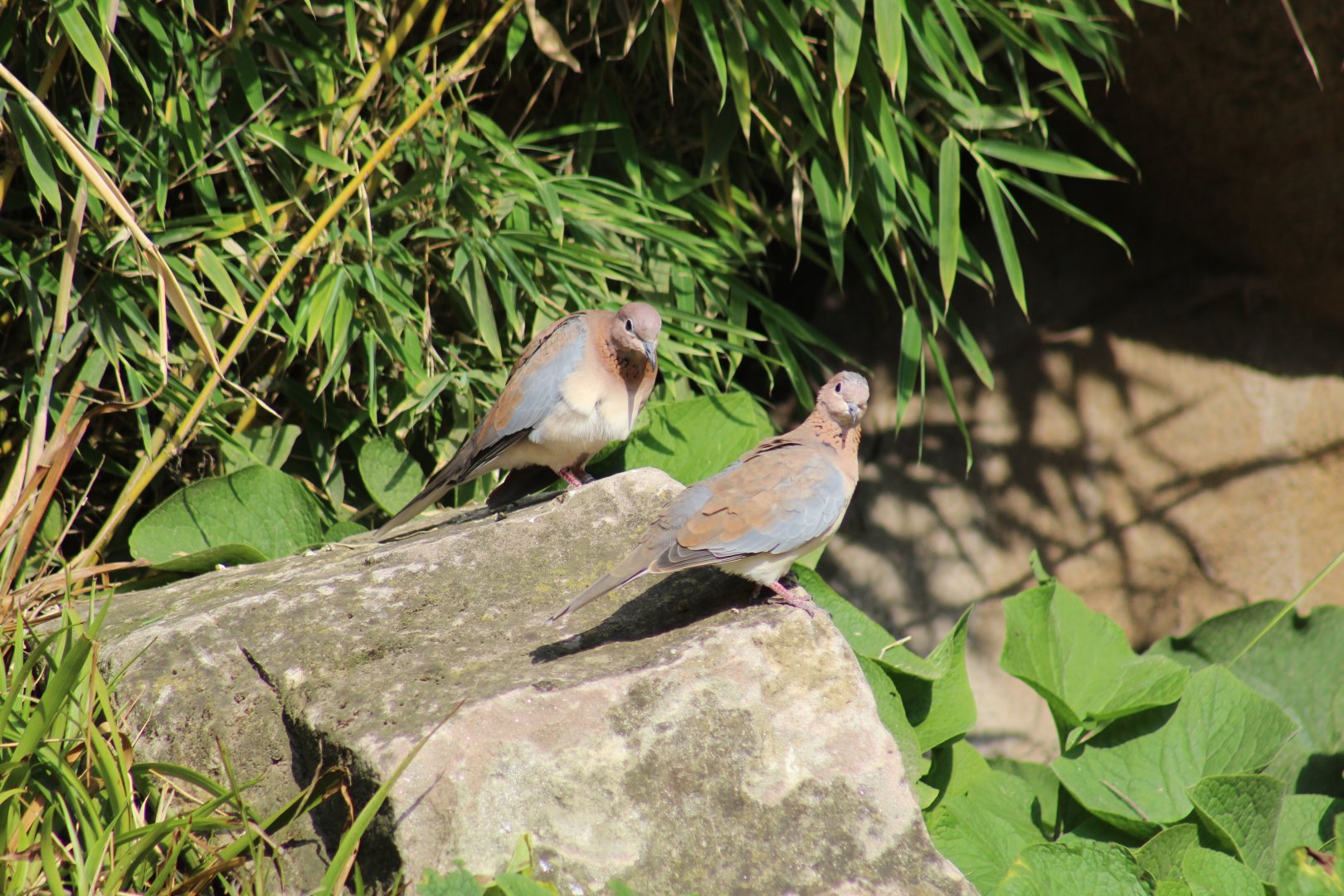 Laughing Doves