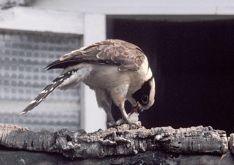 Laughing falcon 1973