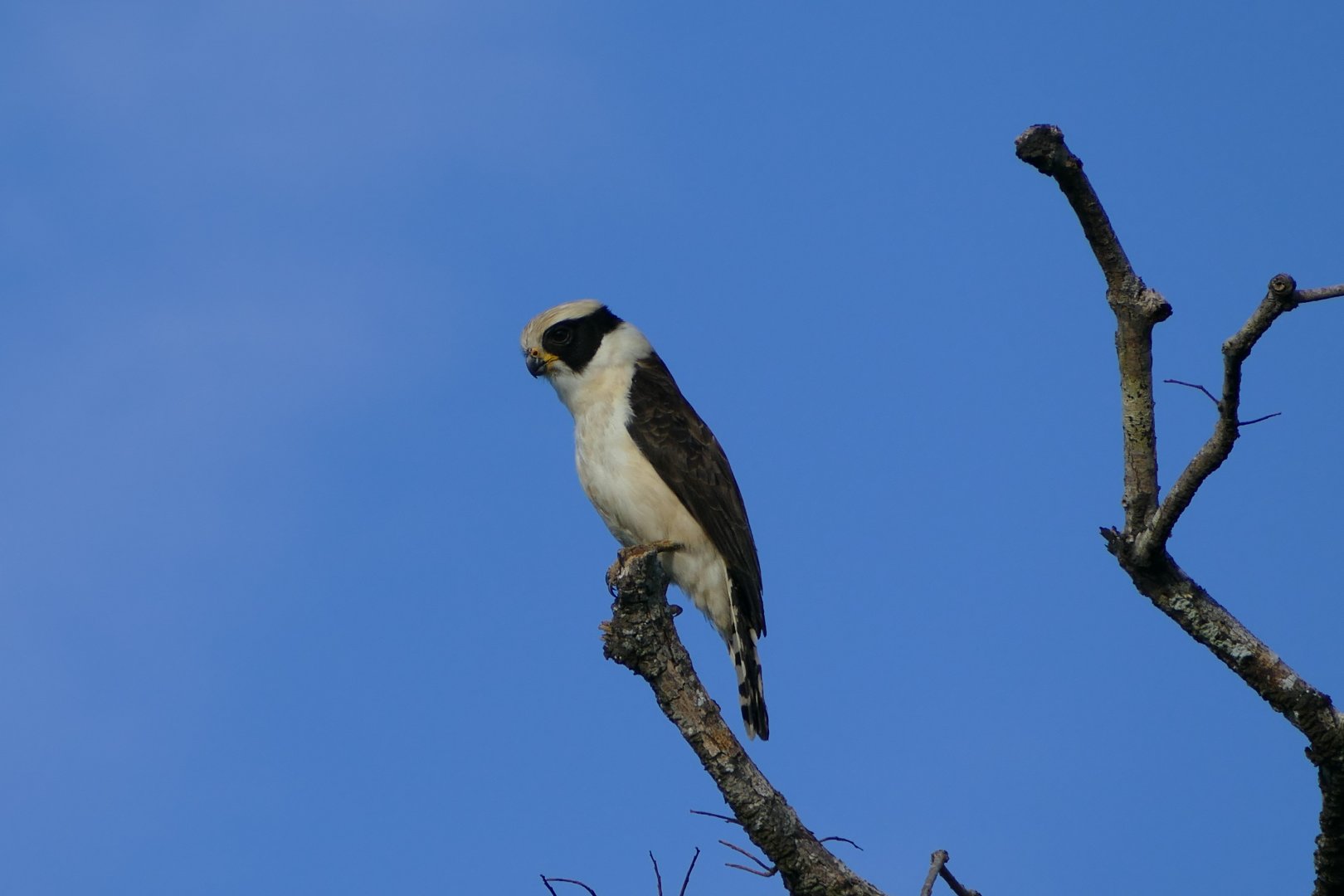 Laughing falcon
