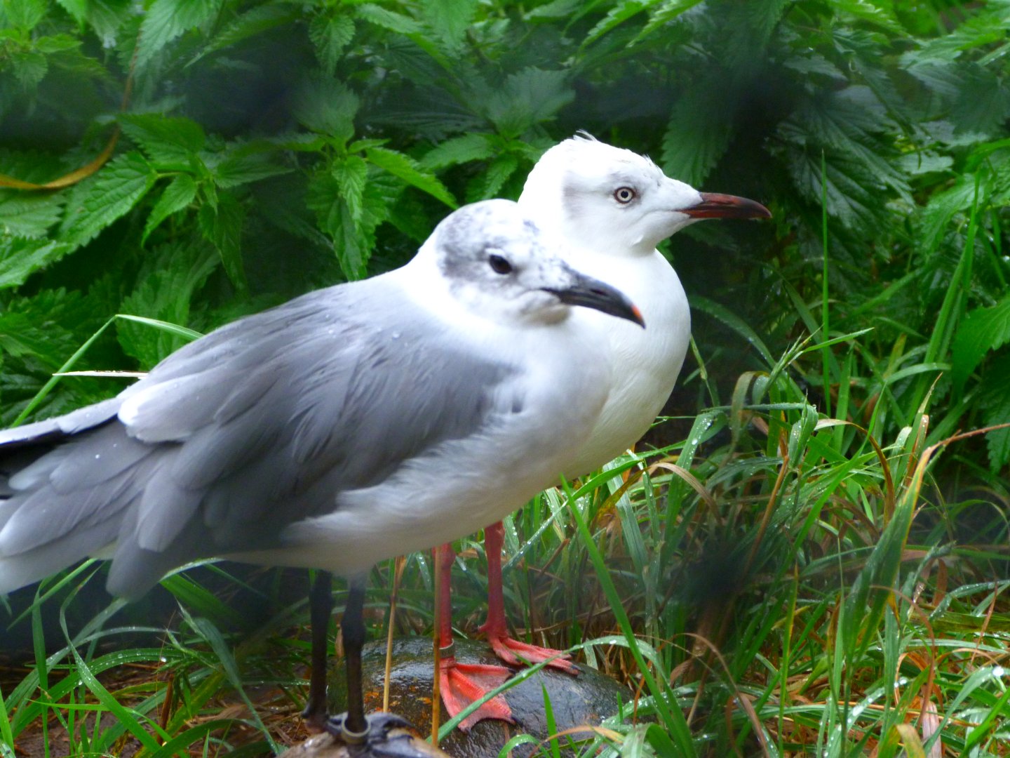Laughing gull and African grey-headed gull -Tierpark Berlin (2024)