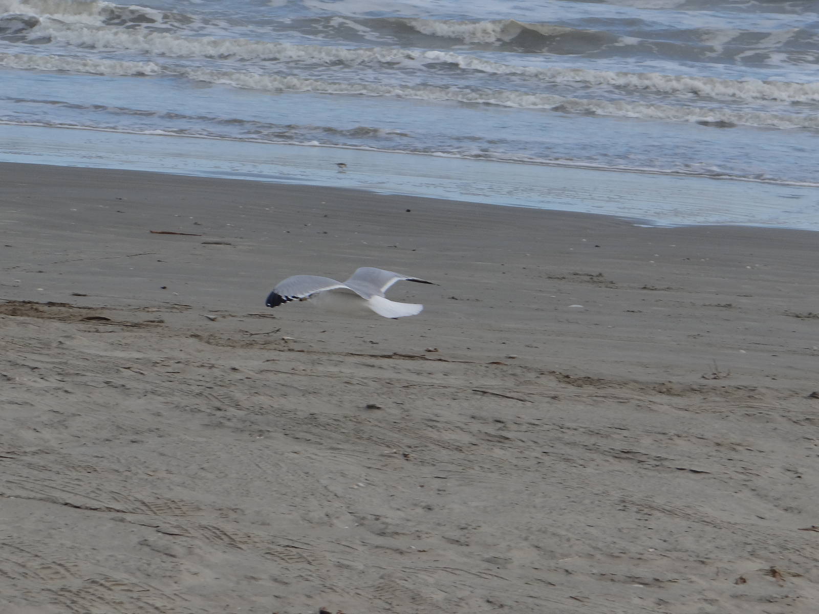 Laughing gull, Galveston