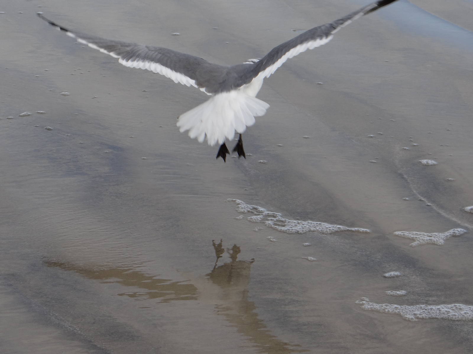 Laughing gull, Galveston