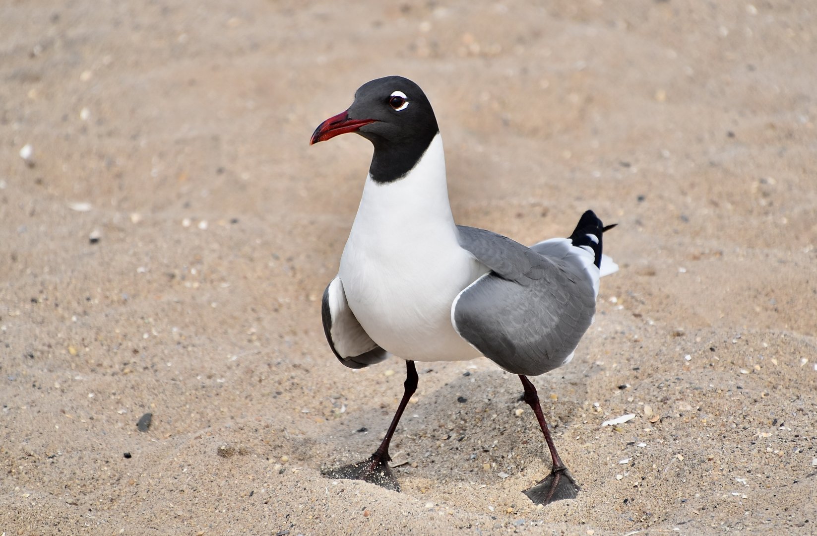 Laughing Gull (Leucophaeus atricilla megalopterus) - wild