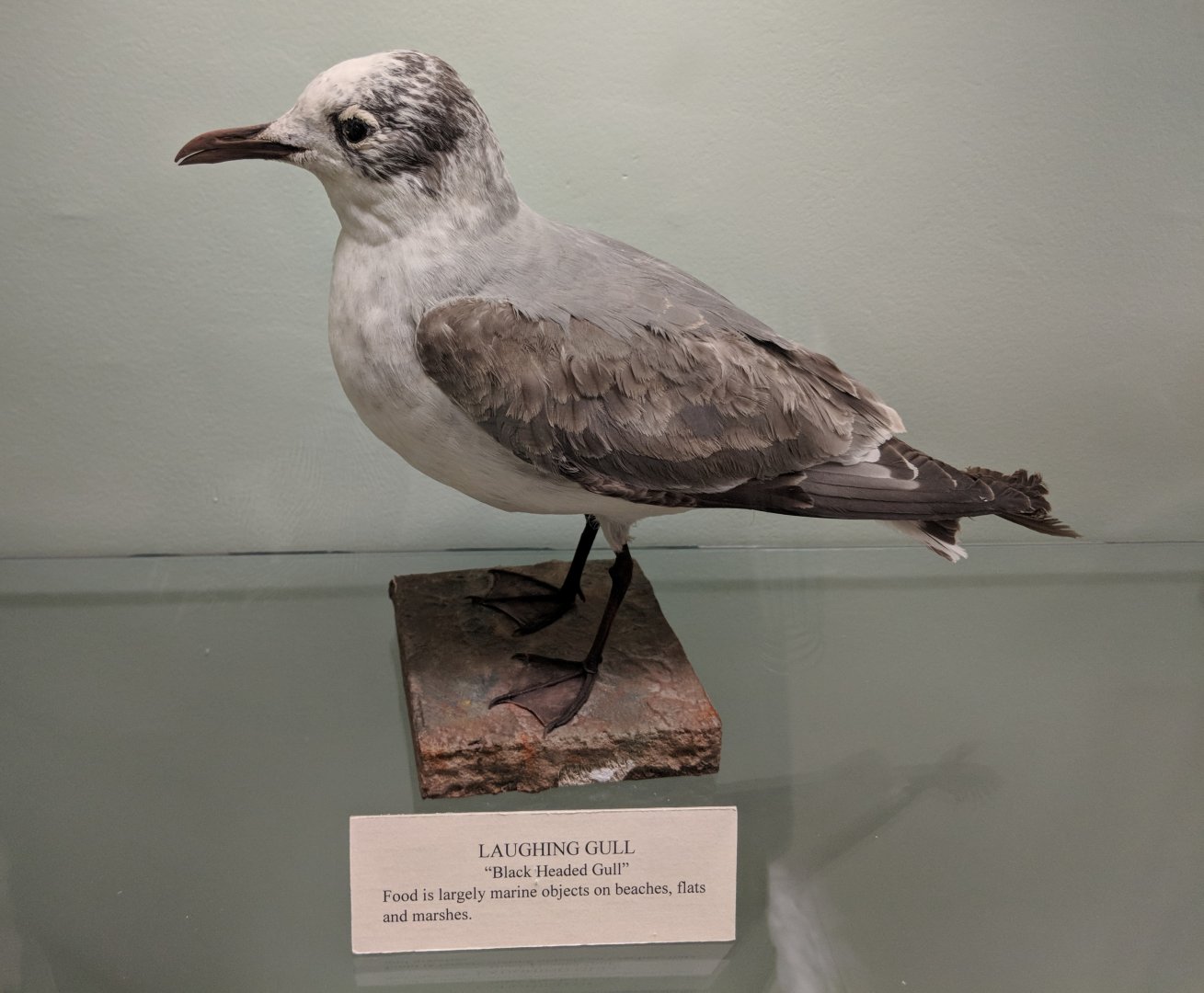 Laughing gull (Leucophaeus atricilla)