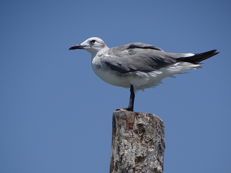 Laughing gull (Leucophaeus atricilla)