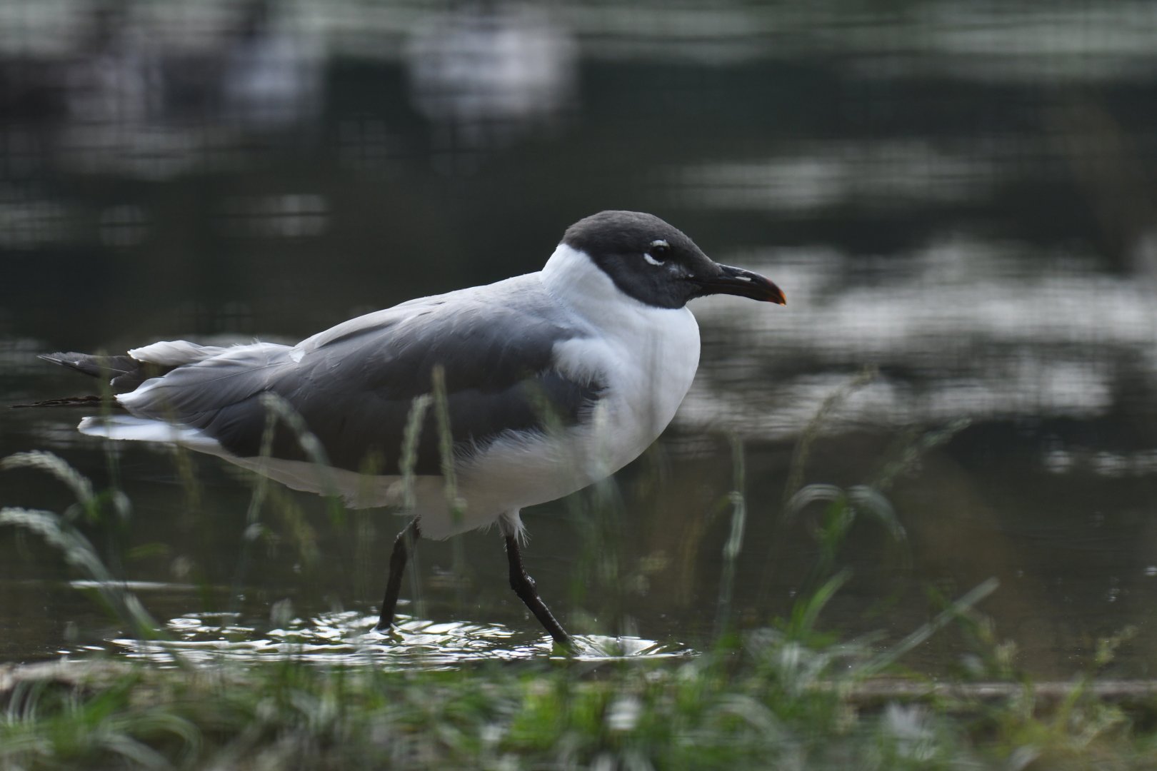 Laughing gull (Leucophaeus atricilla)