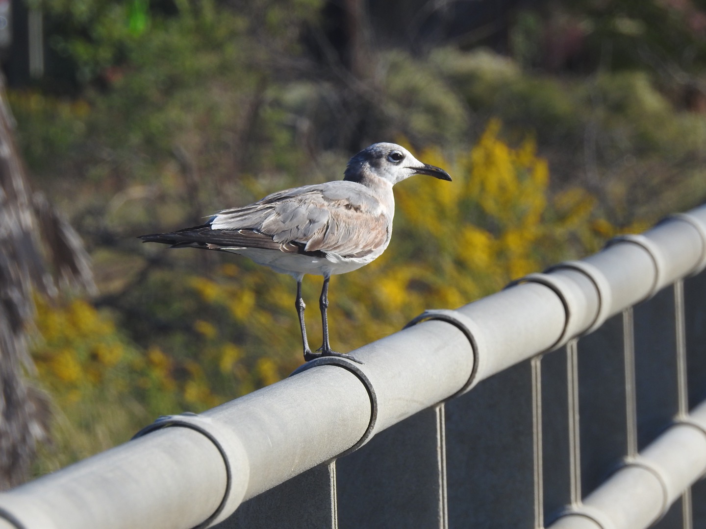 Laughing Gull (Leucophaeus atricilla)