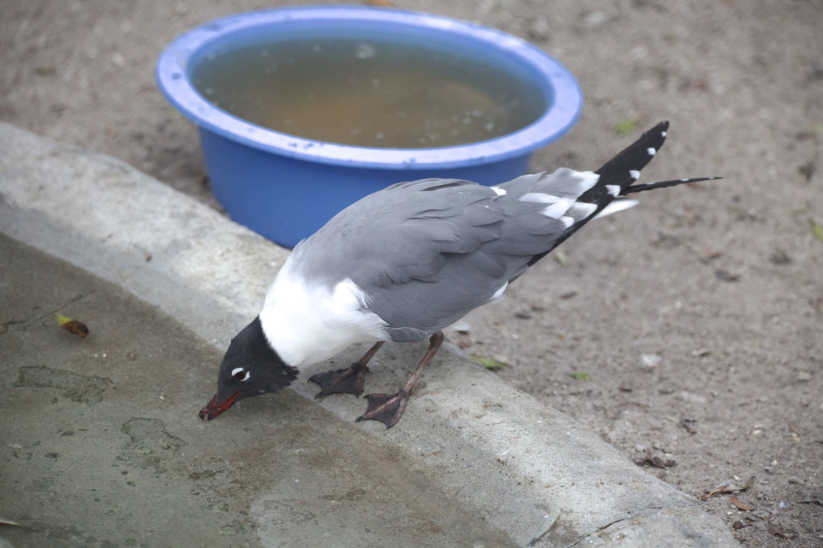 Laughing Gull/ Leucophaeus atricilla