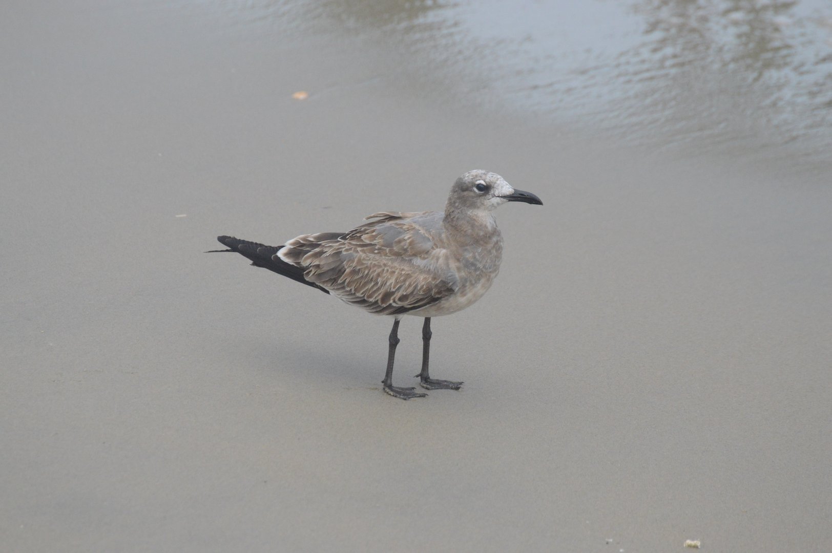 Laughing Gull (Leucophaeus atricilla)