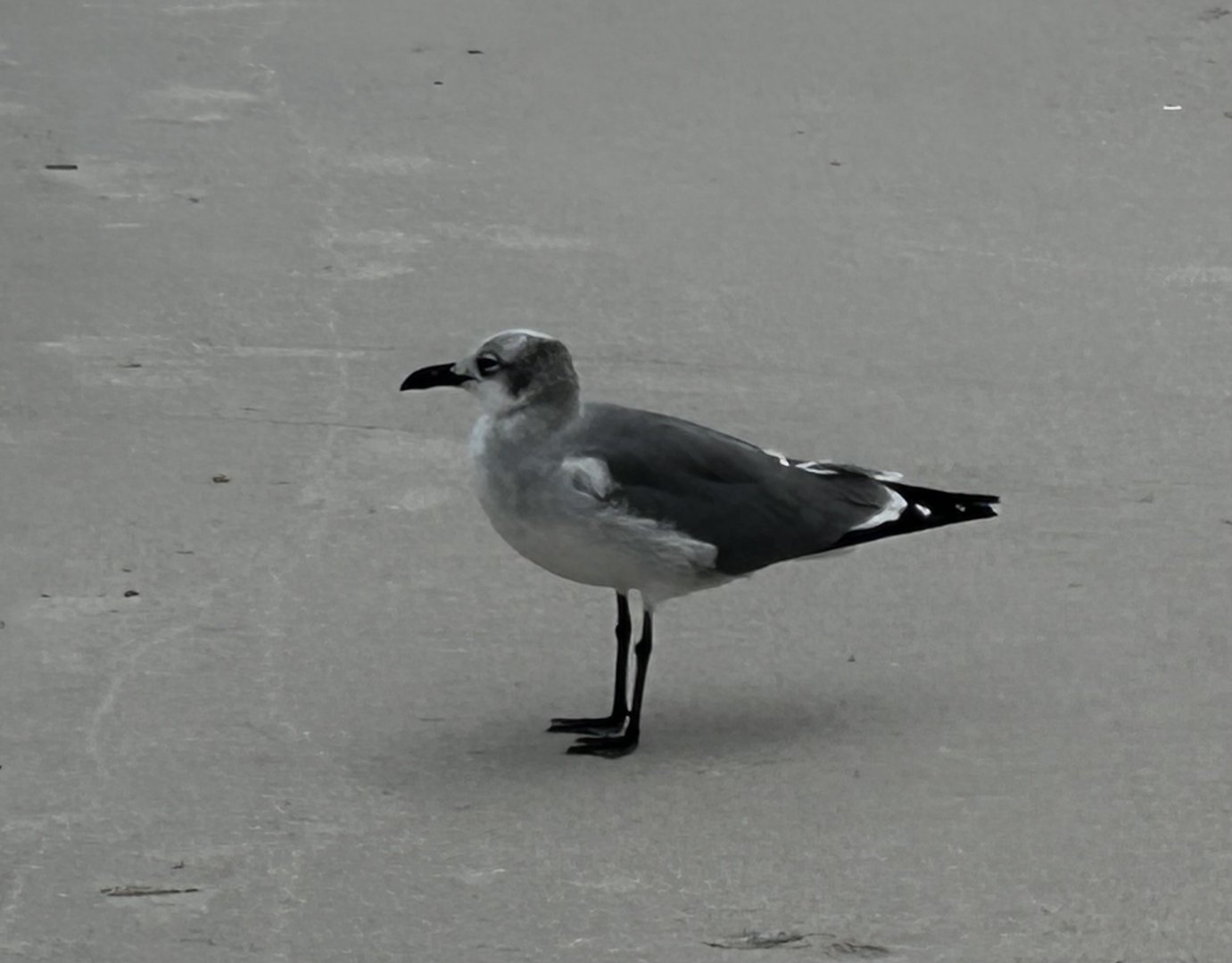 Laughing Gull (Leucophaeus atricilla)