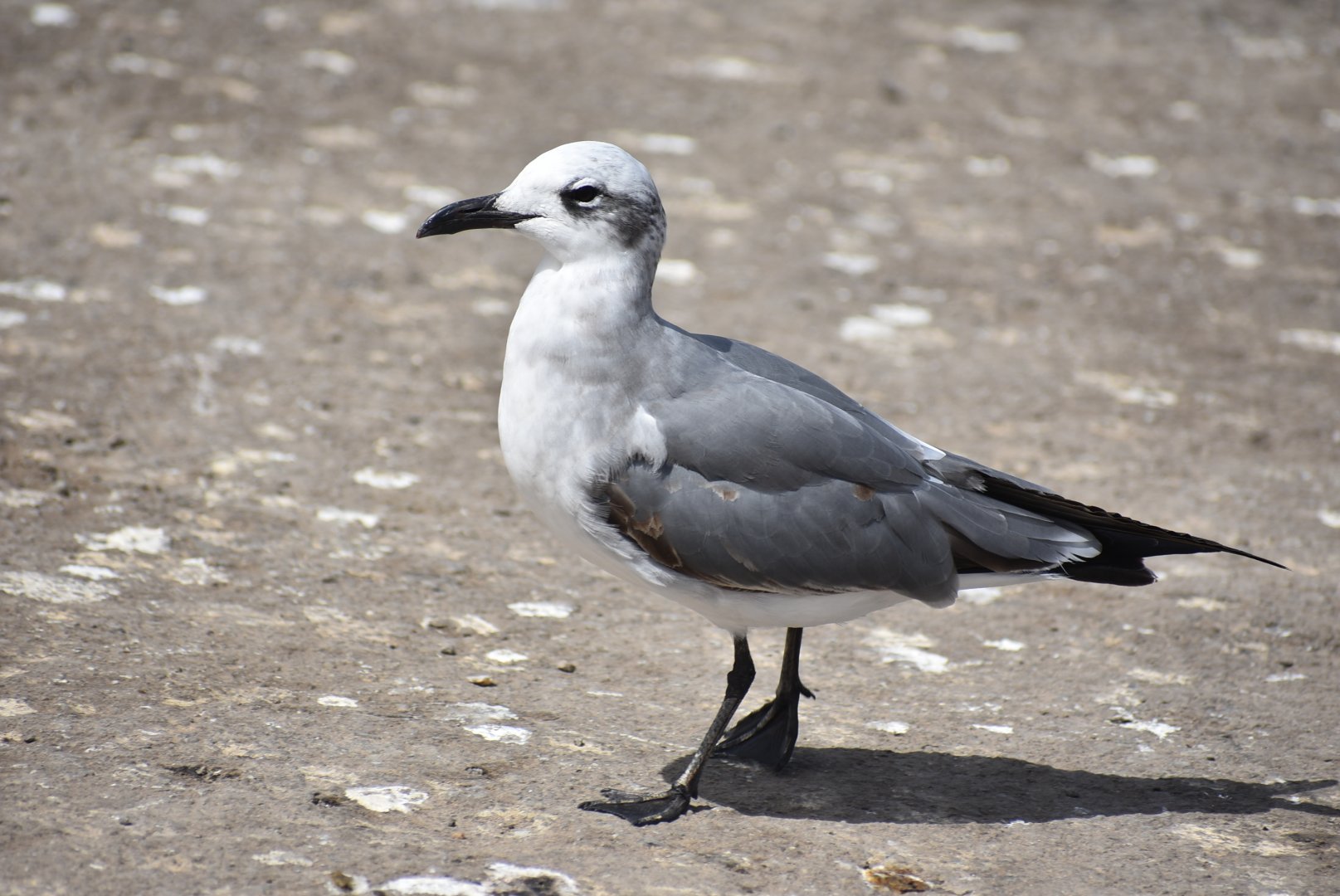 Laughing gull - (Port d'Essaouira)