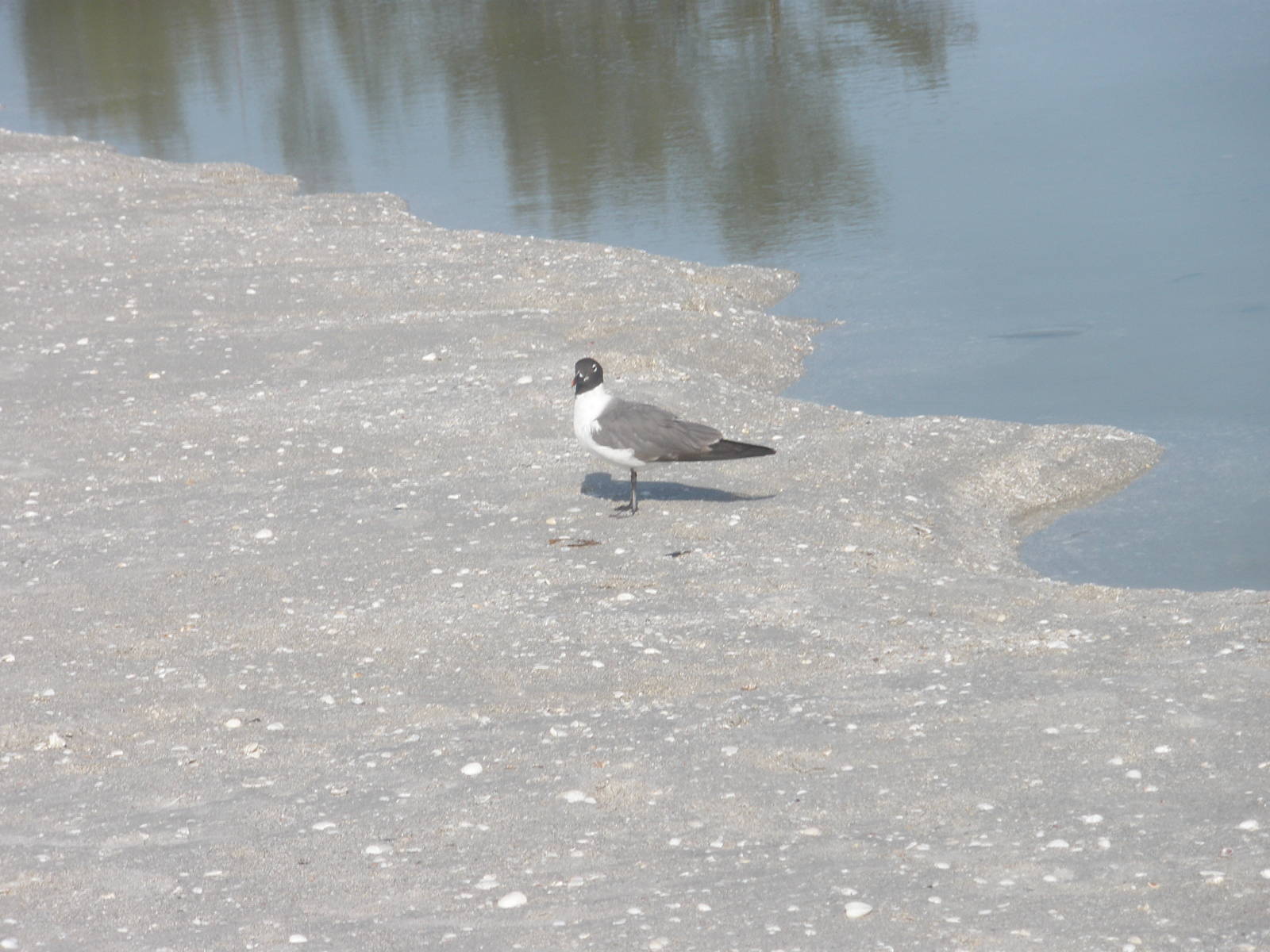 Laughing Gull, Sanibel Island FL 2012