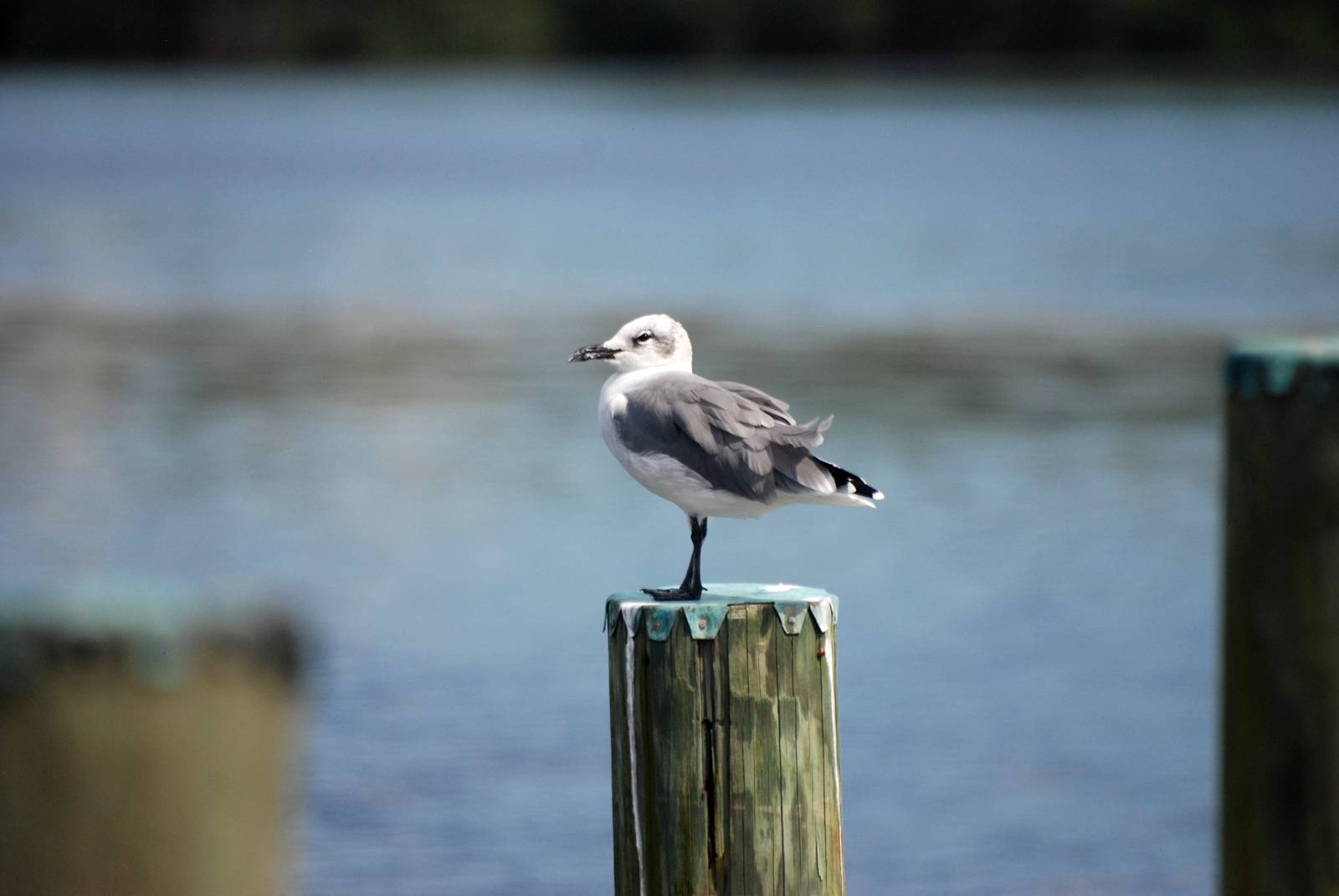 Laughing Gull, Western Everglades/Big Cypress, October 2013