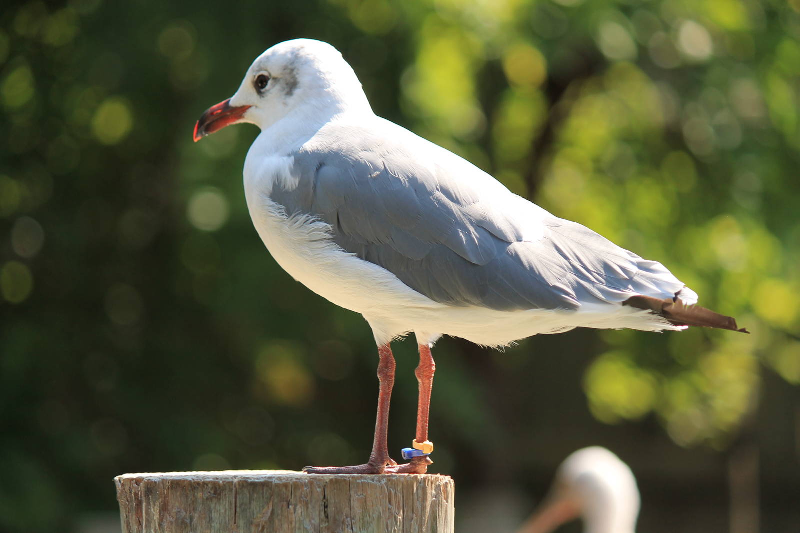 Laughing Gull
