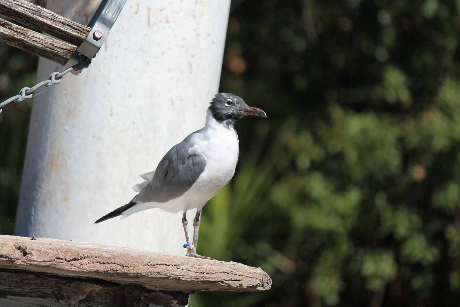 Laughing Gull