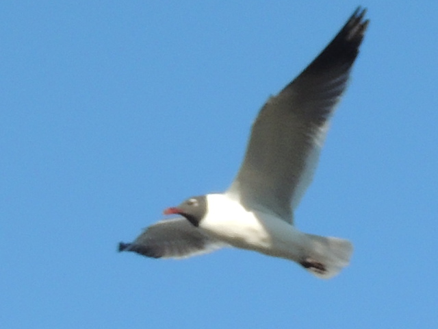 laughing Gull