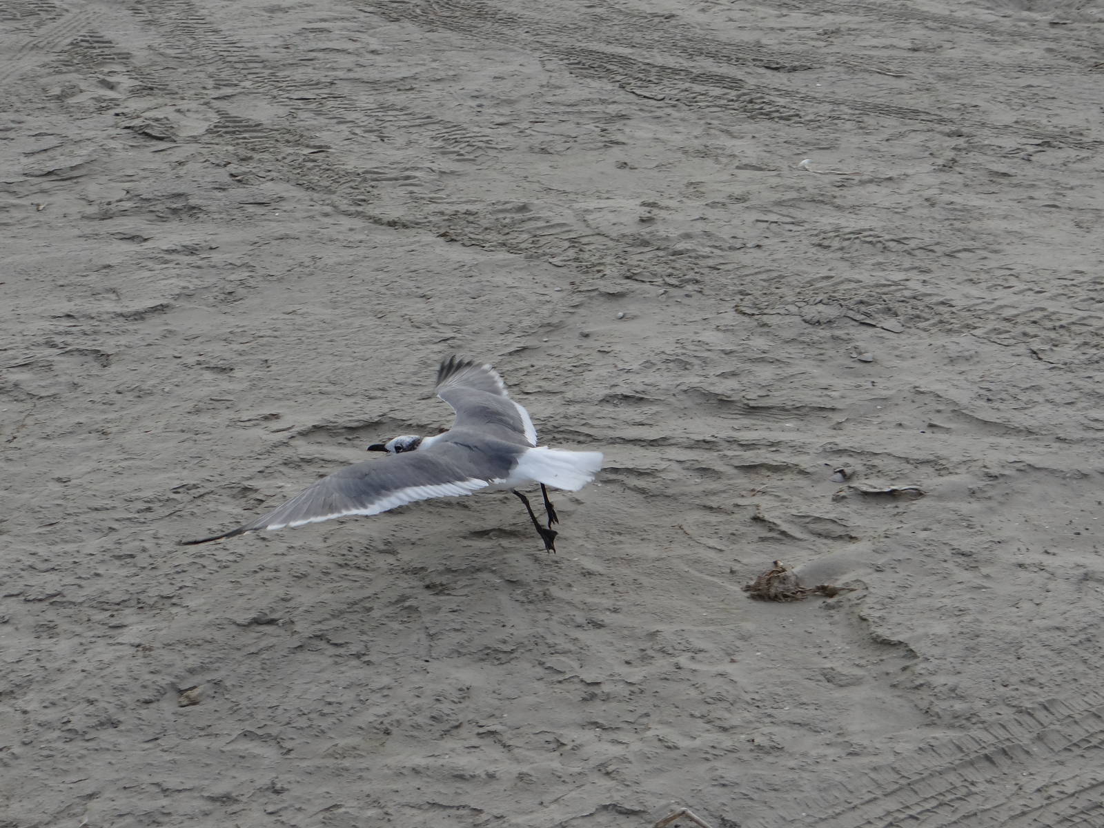 Laughing gull