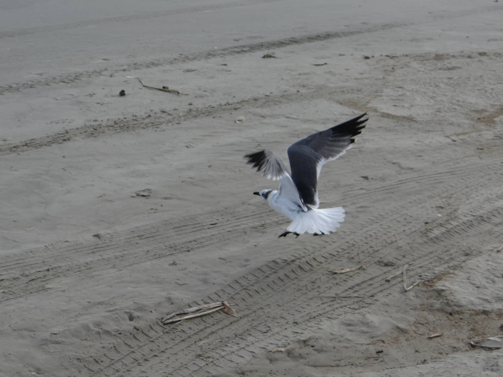 Laughing gull