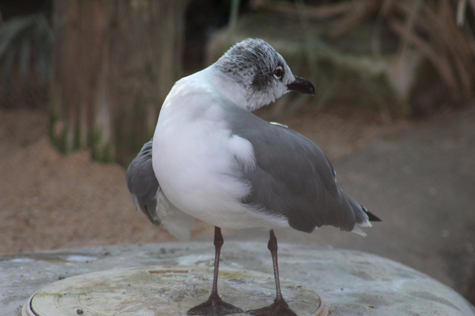 Laughing Gull