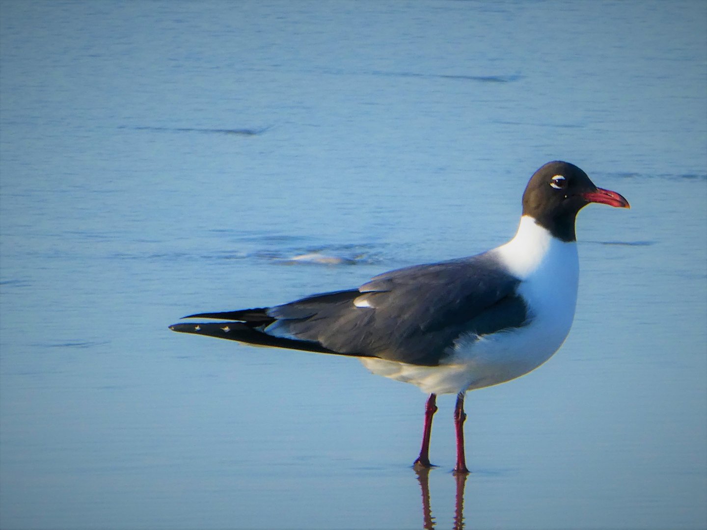 Laughing Gull