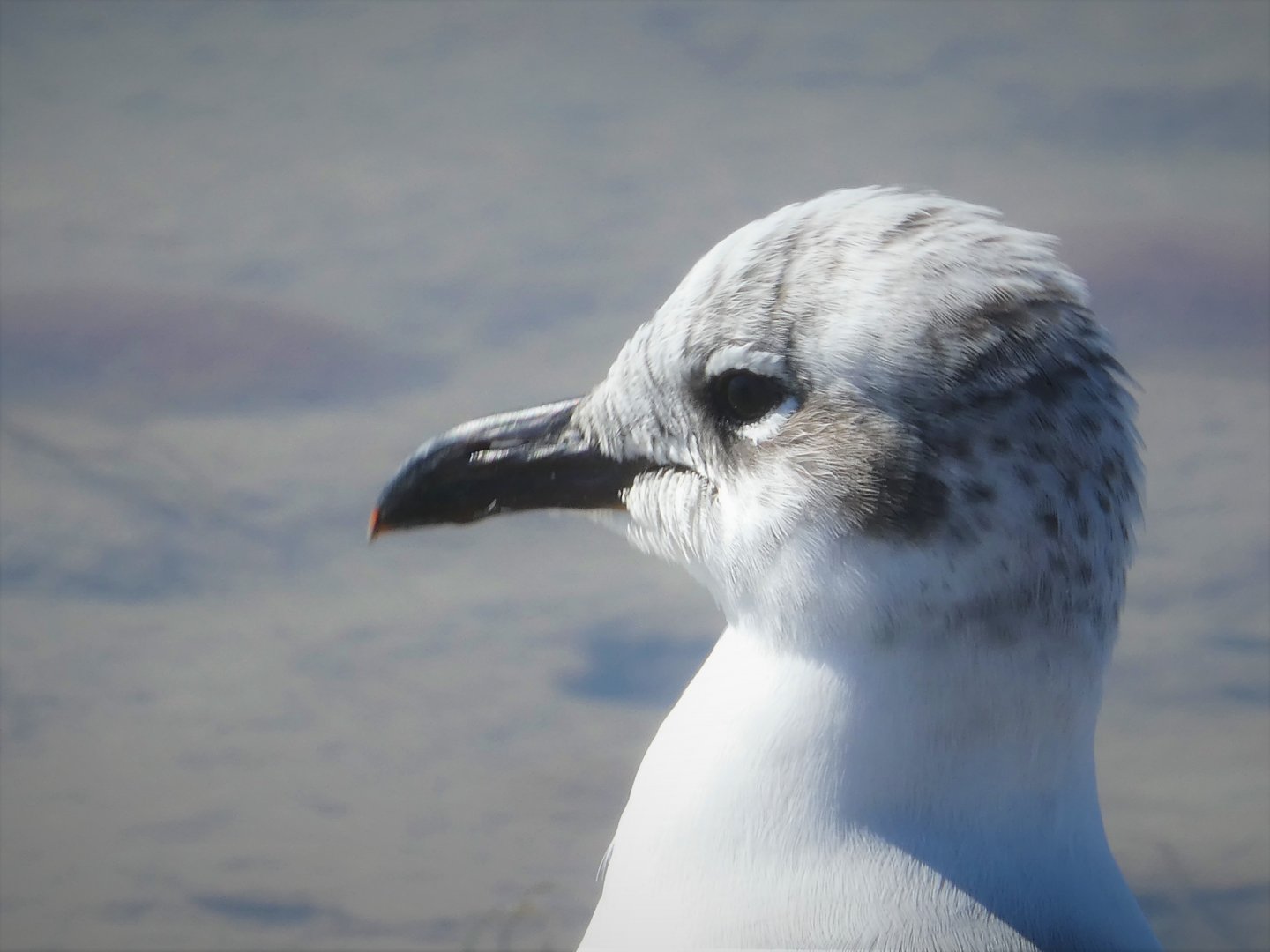 Laughing Gull