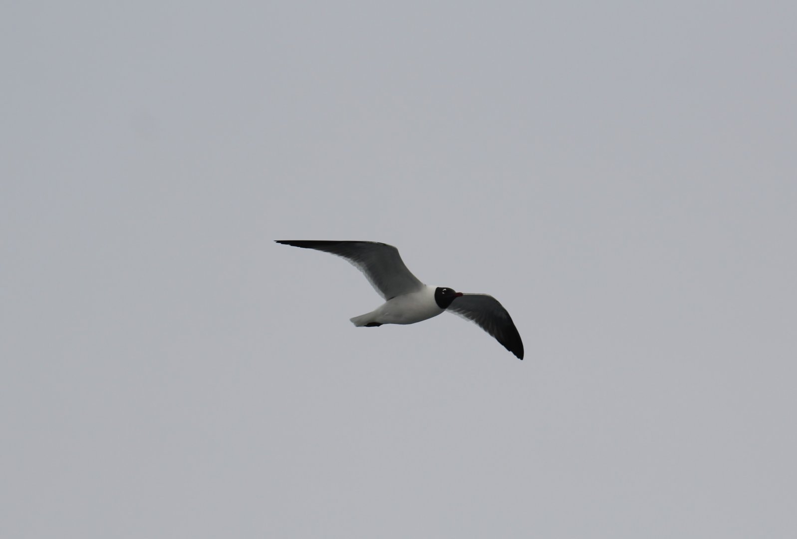 Laughing Gull