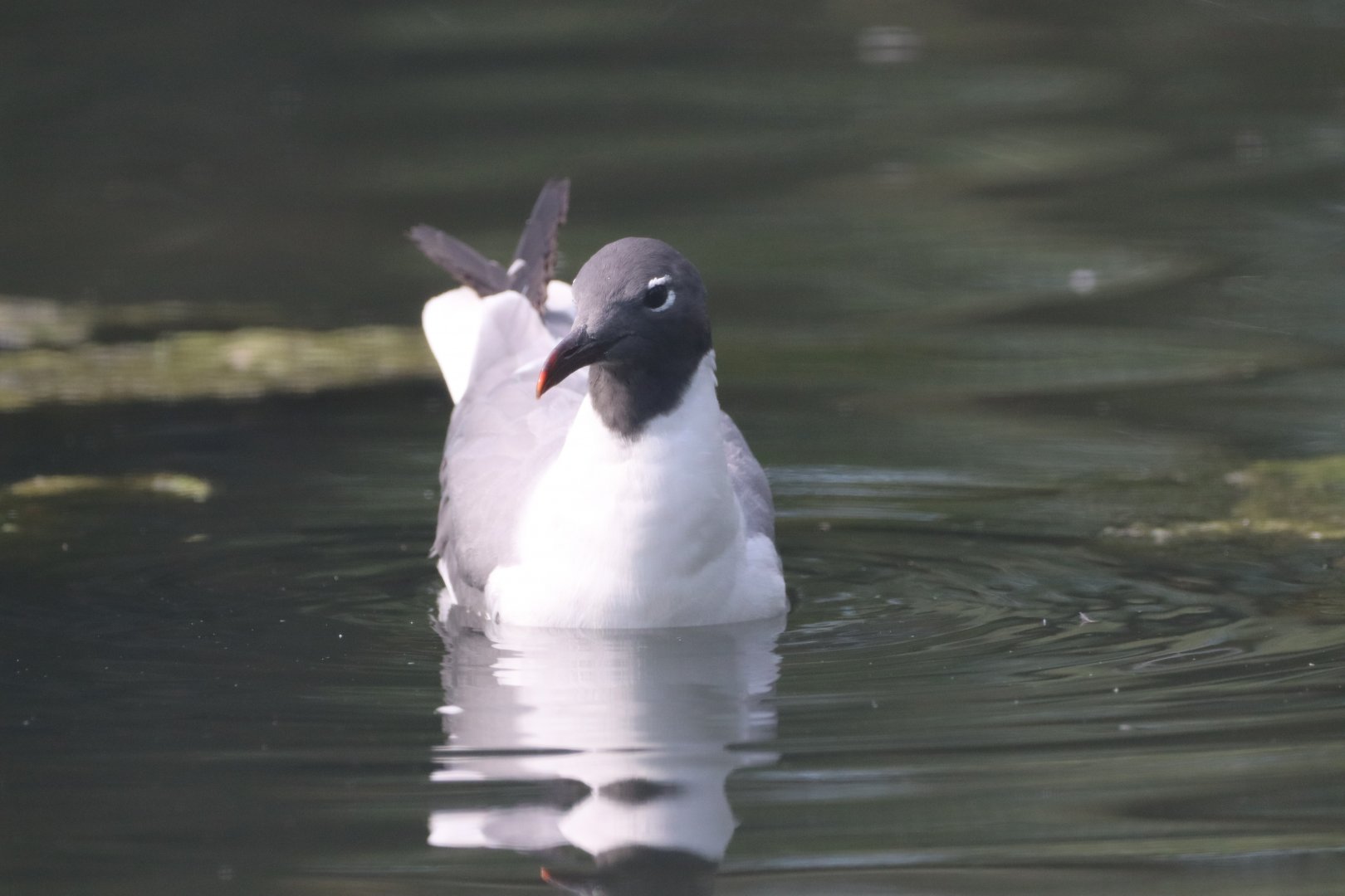 Laughing Gull