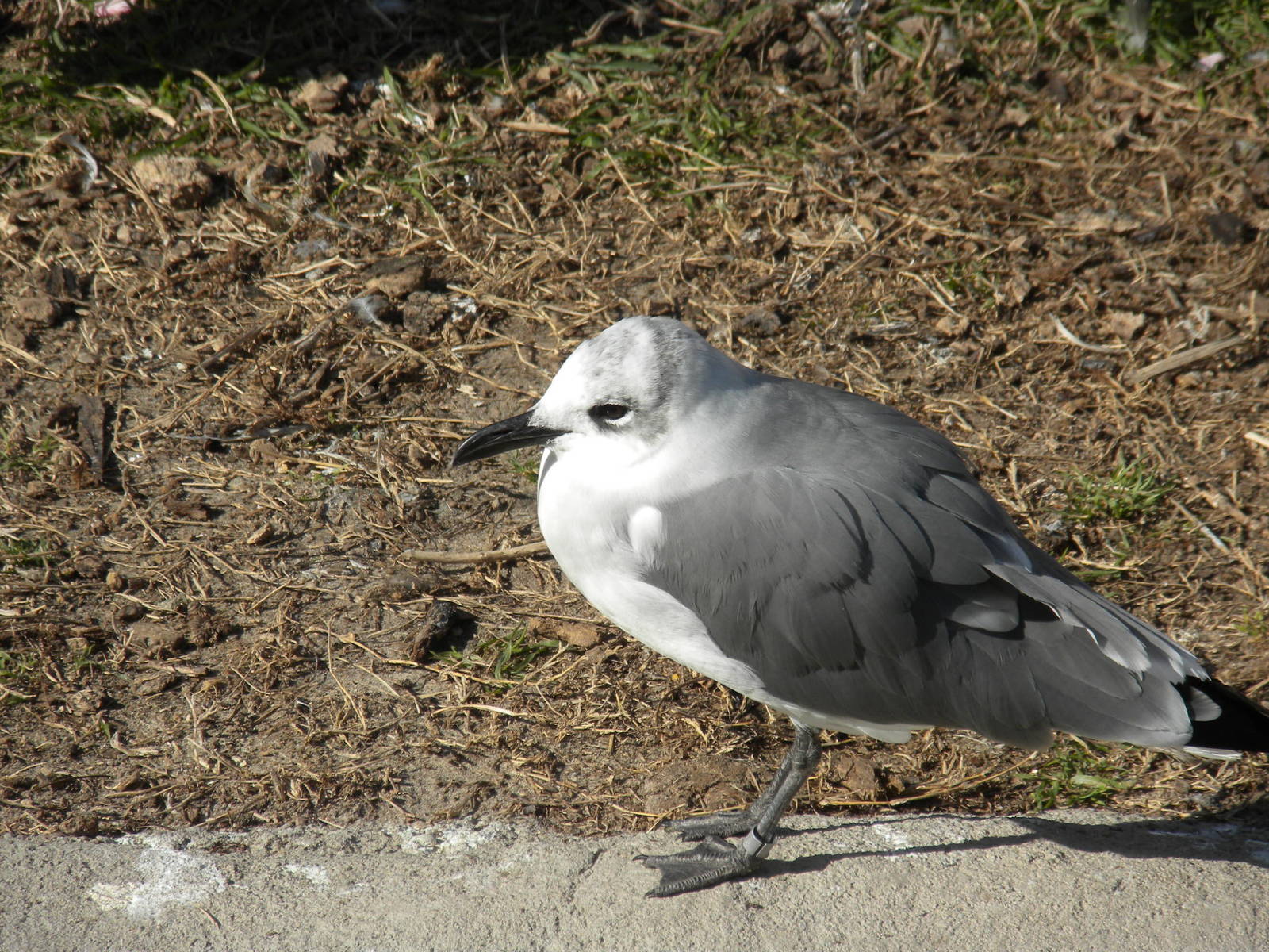 Laughing Gull