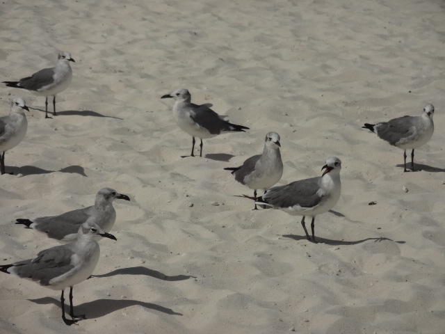Laughing gulls - Cancún, QR Mexico