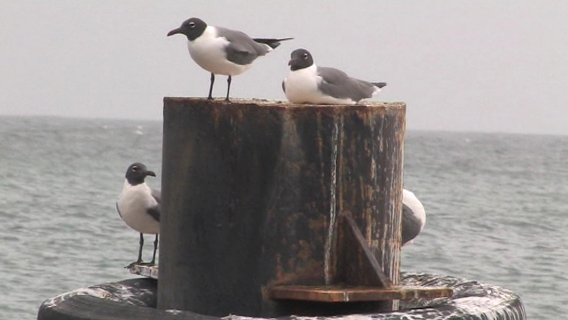 Laughing gulls