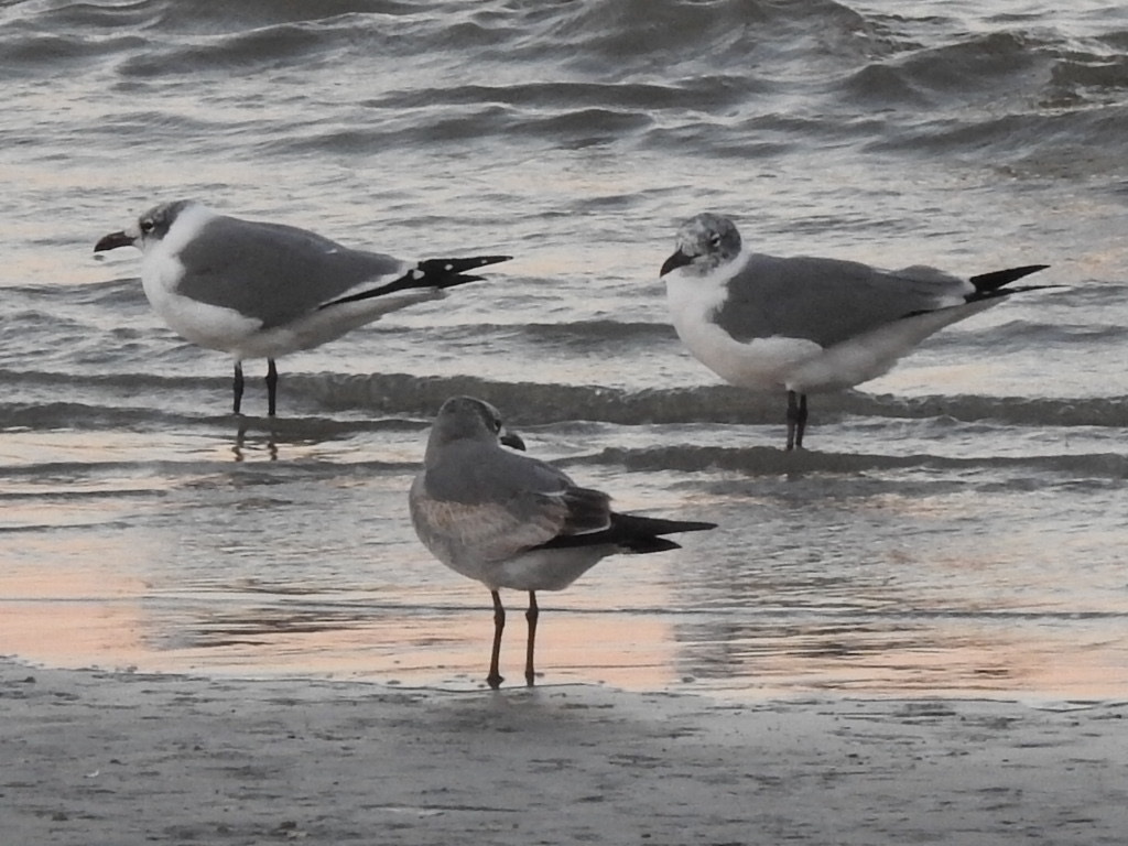 Laughing Gulls