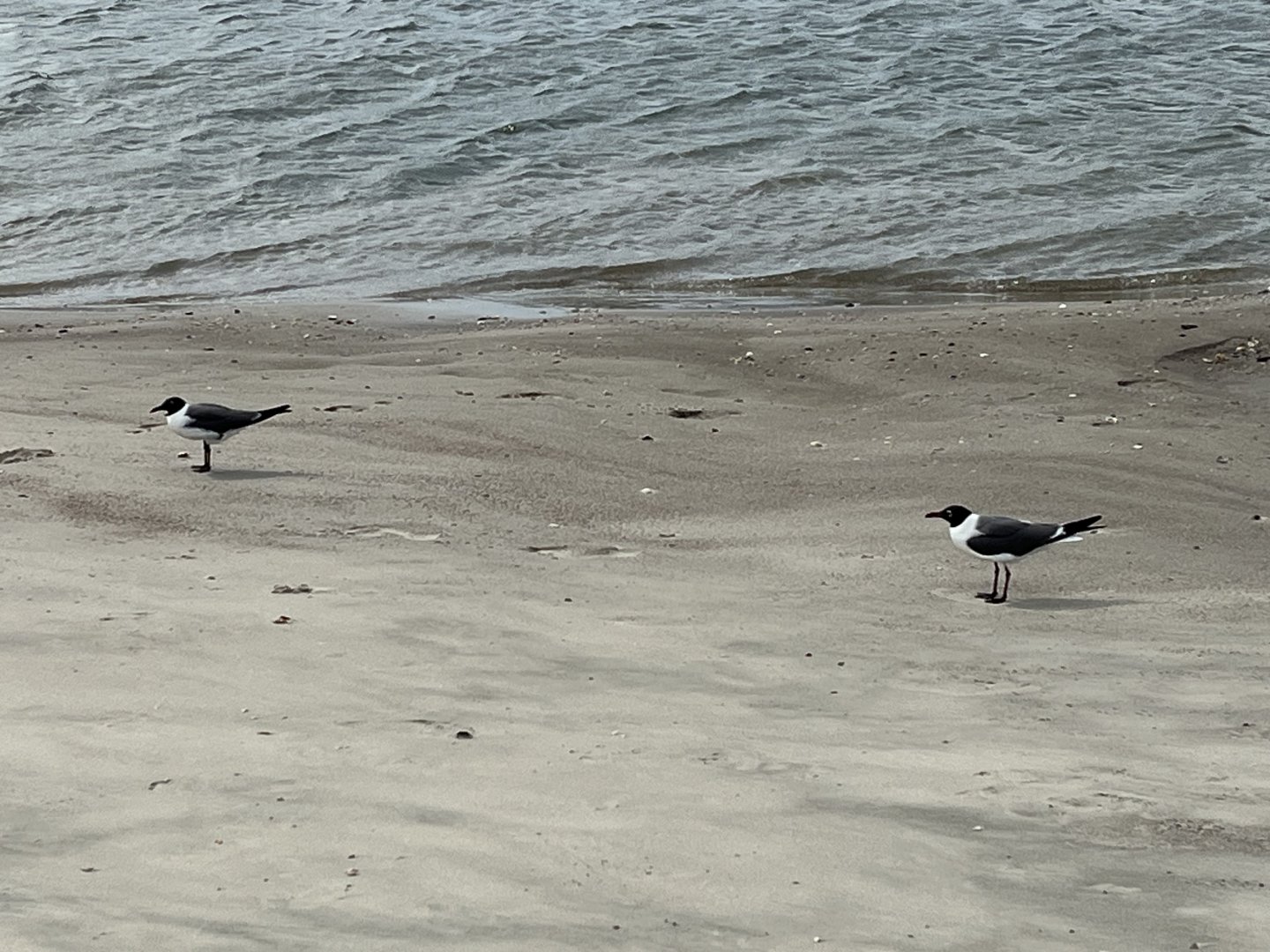 Laughing Gulls