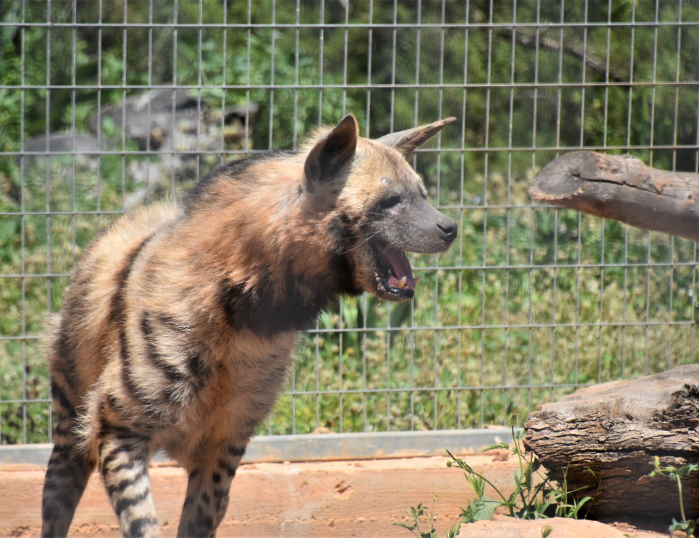 Laughing hyena