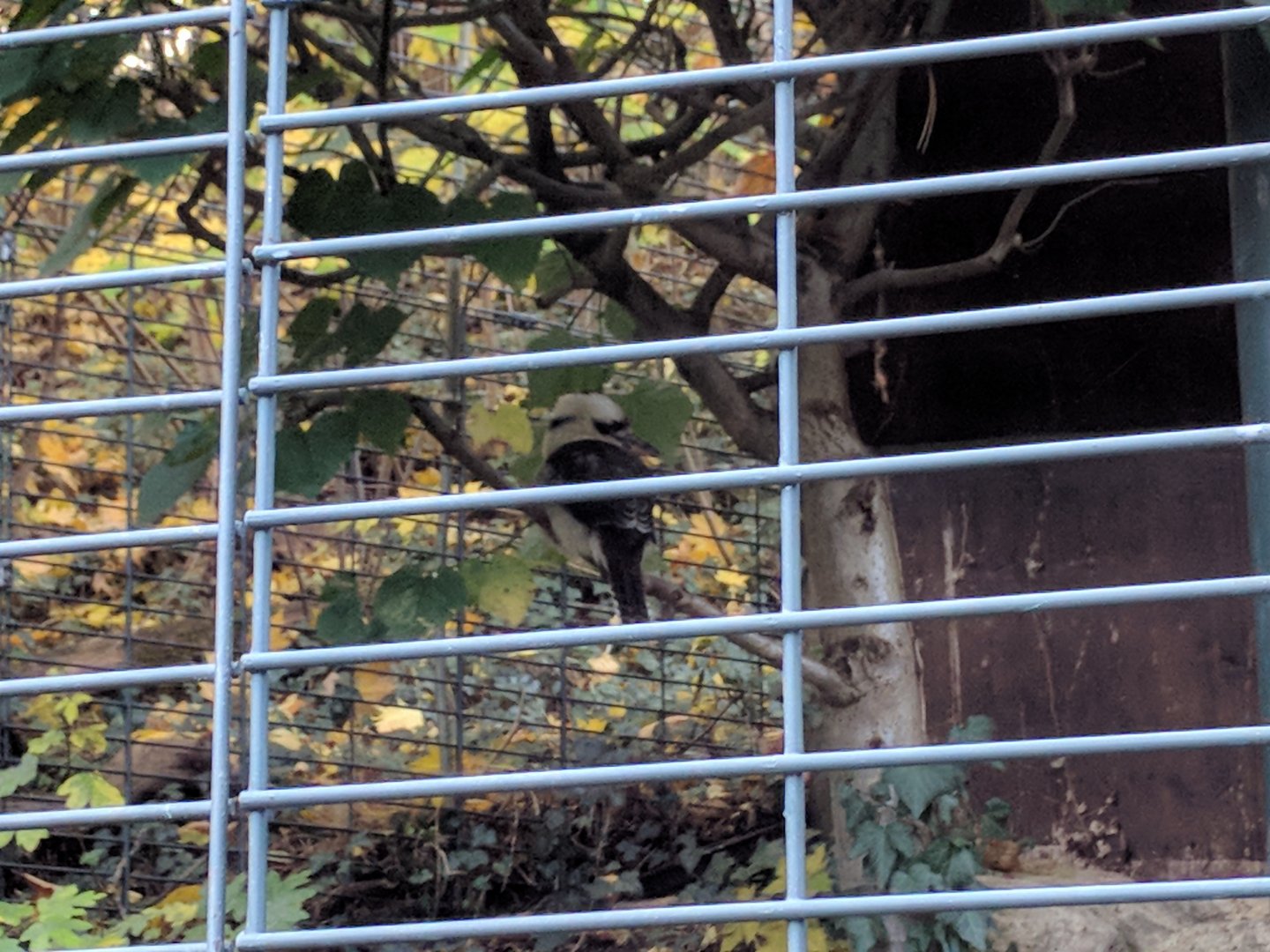 Laughing kokaburra Aviary