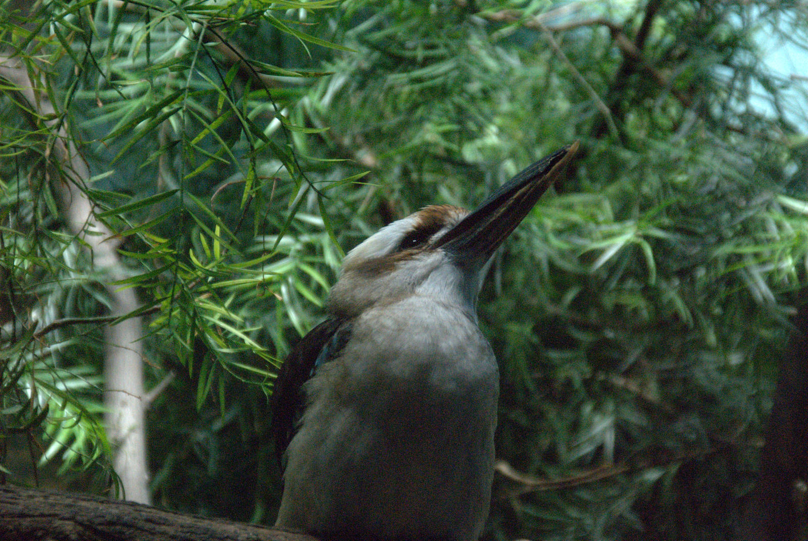 Laughing Kookabara
