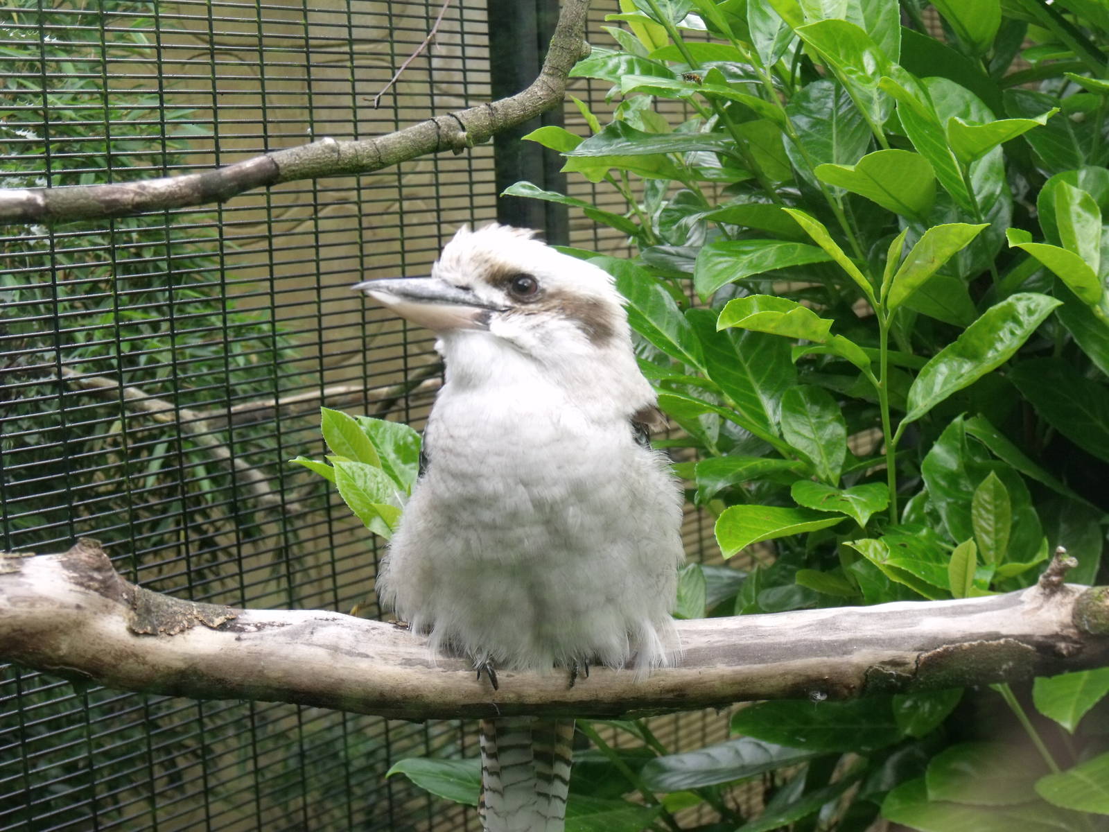 Laughing Kookabura