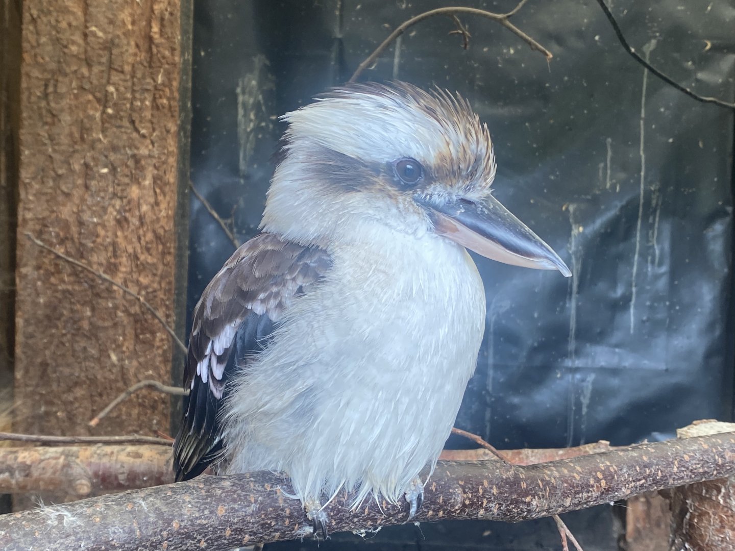 Laughing kookaburra 040824