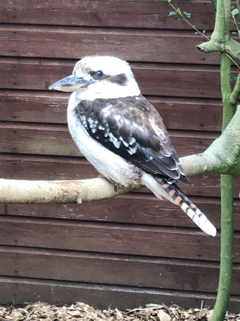 Laughing kookaburra 100818