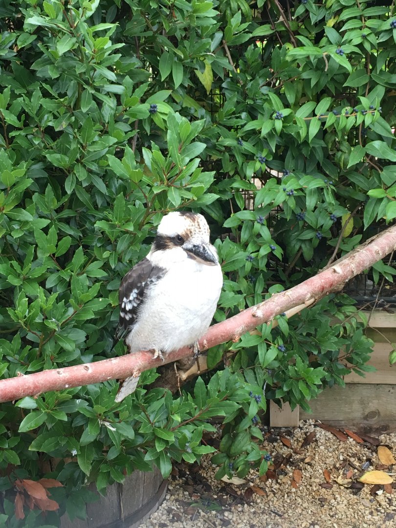 Laughing kookaburra 100917